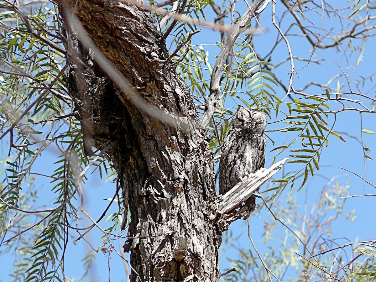 Halala Africa Lodge - Eagle Rock Lodge Malabar Zewnętrze zdjęcie