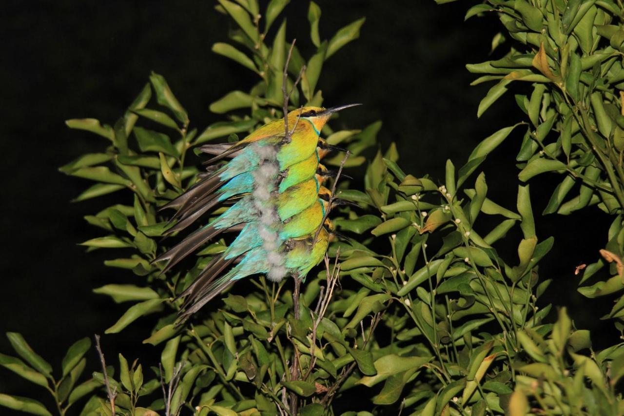 Halala Africa Lodge - Eagle Rock Lodge Malabar Zewnętrze zdjęcie